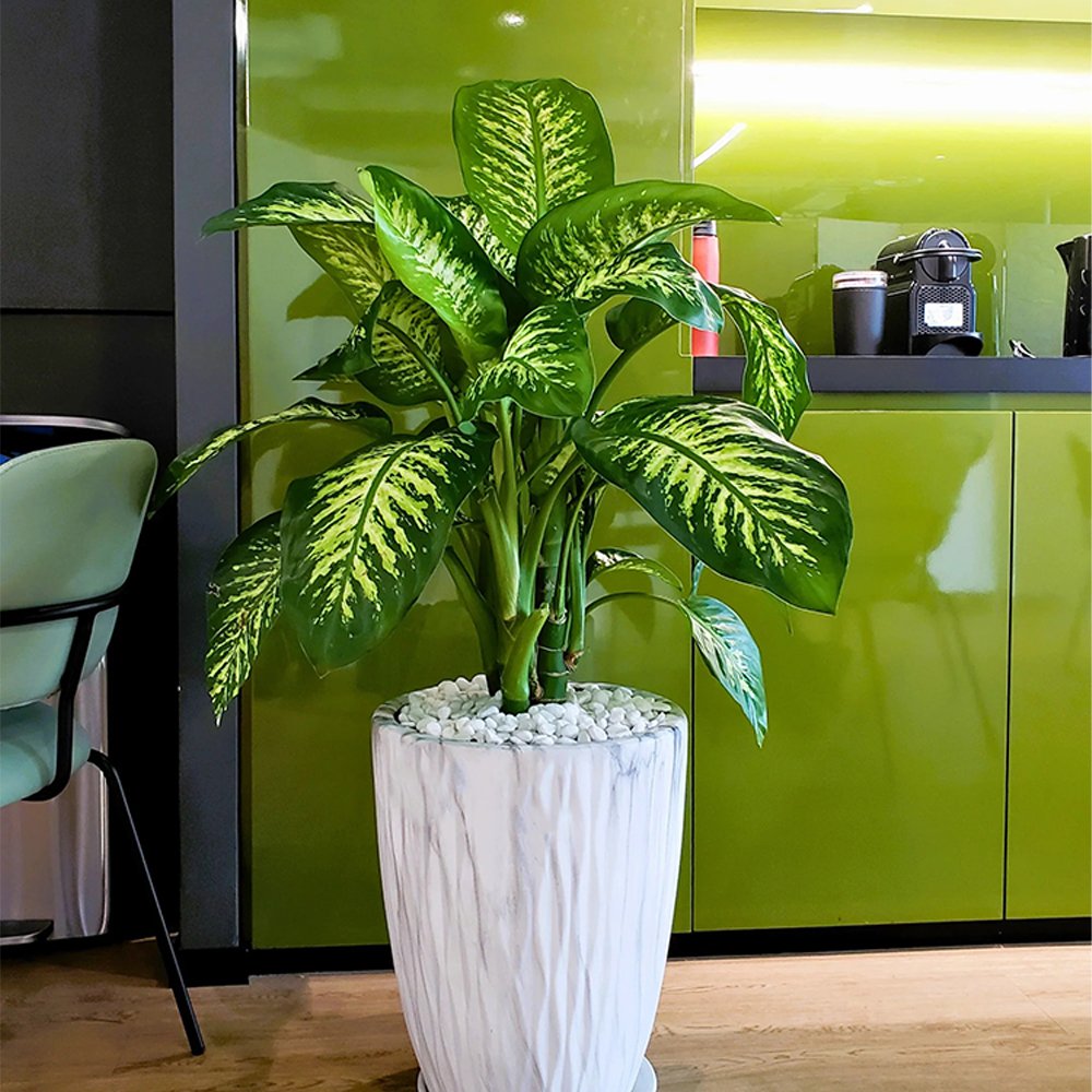 Dieffenbachia Plant